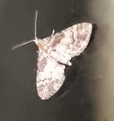 Mnesiloba eupitheciata