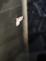 Mnesiloba eupitheciata