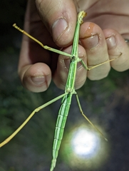 Megaphasma denticrus