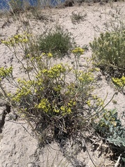 Eriogonum brevicaule brevicaule