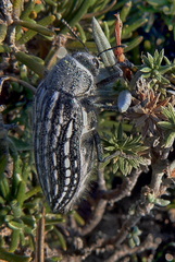 Julodis onopordi sommeri