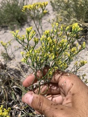 Eriogonum brevicaule brevicaule