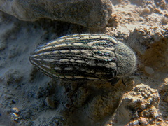 Julodis onopordi sommeri