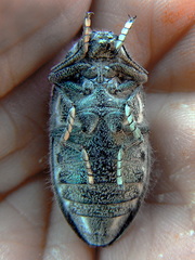 Julodis onopordi sommeri