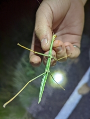 Megaphasma denticrus