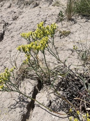 Eriogonum brevicaule brevicaule