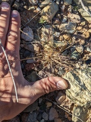 Bouteloua barbata