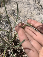 Eriogonum brevicaule brevicaule
