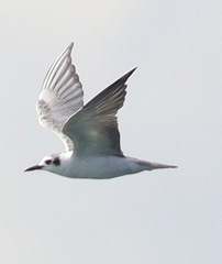Chlidonias
