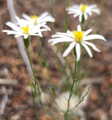 Chaetopappa ericoides