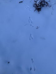 Sylvilagus floridanus