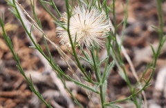 Chaetopappa ericoides