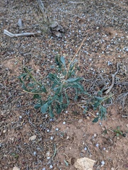 Chamaesaracha coronopus