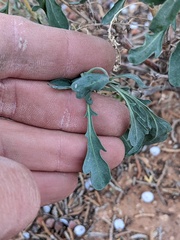 Chamaesaracha coronopus