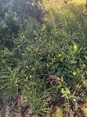 Brassiceae