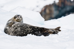 Leptonychotes weddellii