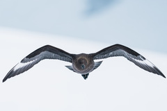 Stercorarius antarcticus