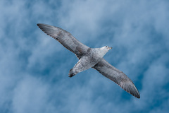 Macronectes giganteus