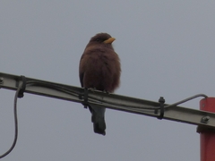 Eurystomus glaucurus