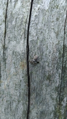 Menemerus semilimbatus