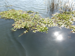 Limnobium laevigatum