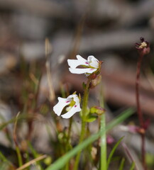 Stylidium