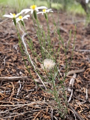 Chaetopappa ericoides