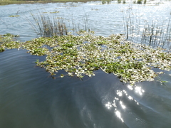 Limnobium laevigatum