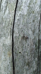 Menemerus semilimbatus