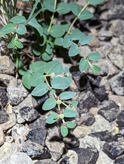 Euphorbia cinerascens