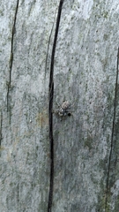 Menemerus semilimbatus