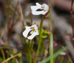 Stylidium