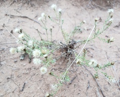 Chaetopappa ericoides