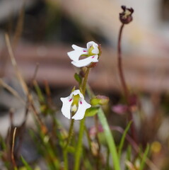 Stylidium