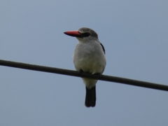 Halcyon senegalensis