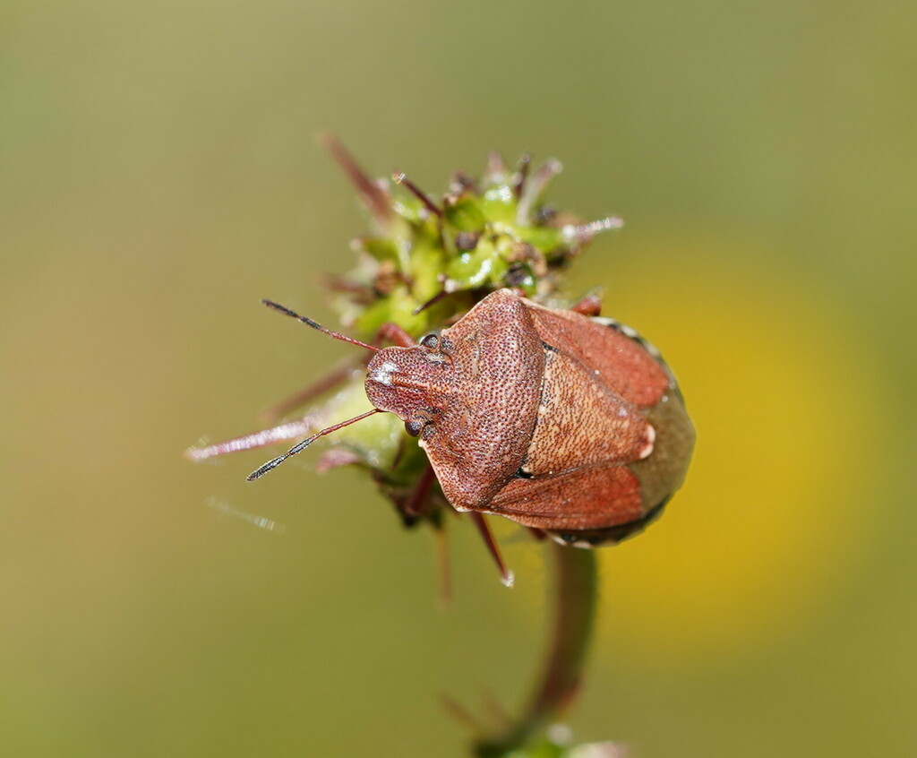 Dictyotus roei