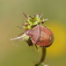 Dictyotus roei - Photo (c) Reiner Richter, algunos derechos reservados (CC BY-NC-SA), subido por Reiner Richter