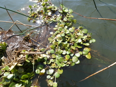 Limnobium laevigatum