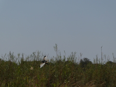 Vanellus crassirostris