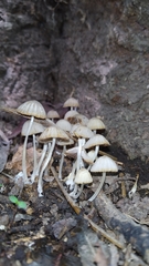 Fungi