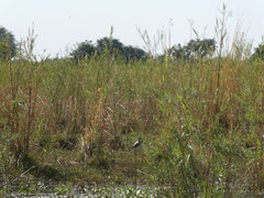 Vanellus crassirostris