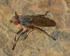 Pherbellia ventralis