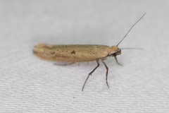 Ypsolopha unicipunctella
