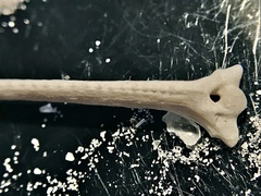 Siluriformes