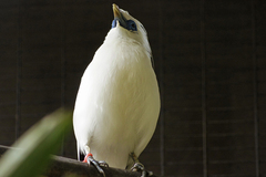 Leucopsar rothschildi