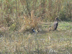 Anastomus lamelligerus