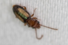 Laemophloeus terminalis