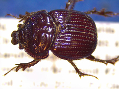 Eucanthus subtropicus