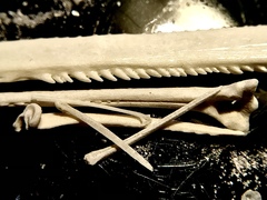 Siluriformes