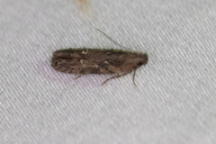 Hypatima